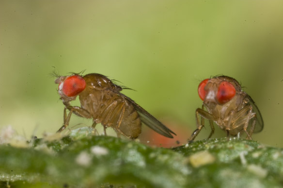 An image of one species of Drosophila, or small fruit flies. Experiments on such flies suggest scientists may be missing out on subtle effects of climate change that have much broader implications.