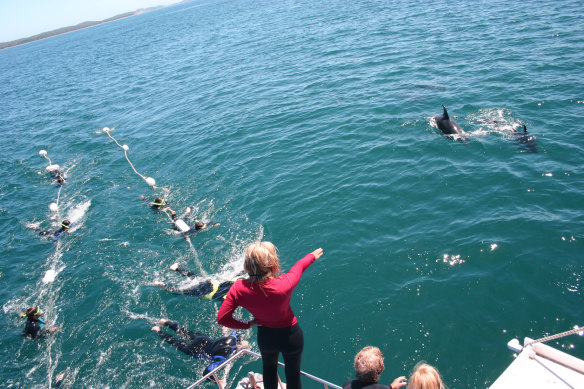 Swimming with dolphins.