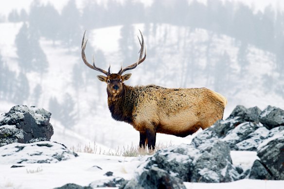 A bull elk on watch in winter.