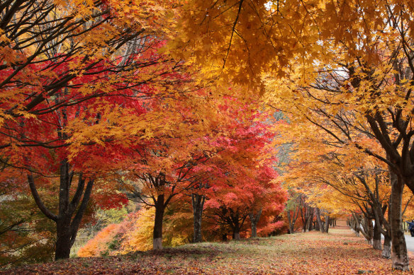 Autumn foliage in Japan.