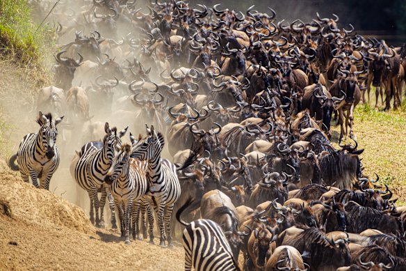 Blue Wildebeest crossing the Mara River during the annual migration in Kenya.