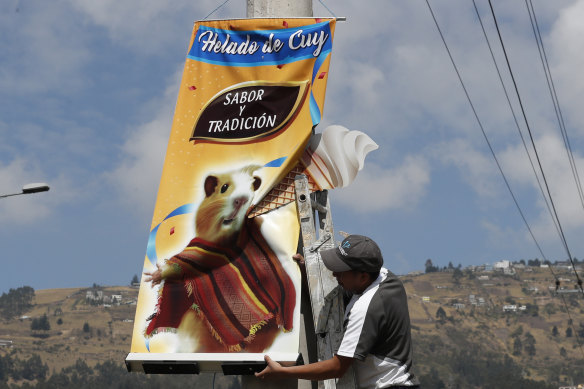 An advertisement promotes guinea pig ice-cream.