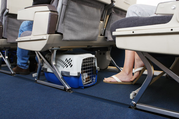 Small dogs and cats will be permitted to travel underneath the seat in front, secured in a carrier.