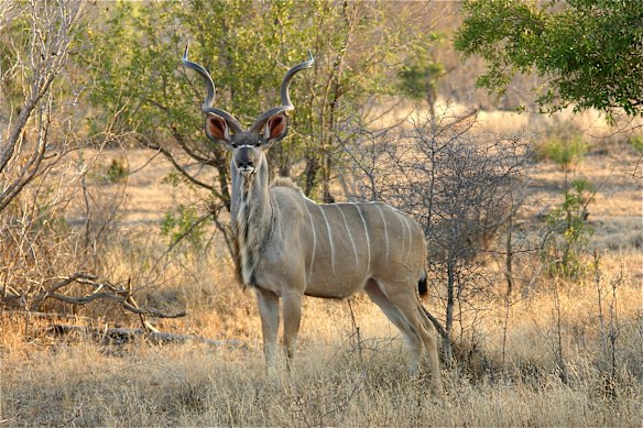 The kudu, a type of antelope, is found in woodland areas.