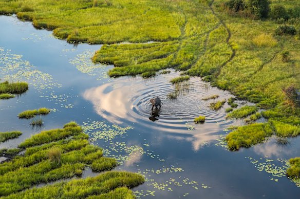 Spotted from the air, an elephant traverses a section of the spectacularly sodden Okavango Delta, Botswana.