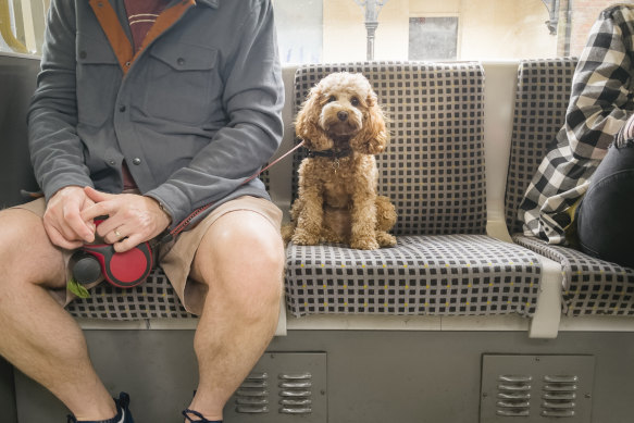 Should Rover have an Opal card?