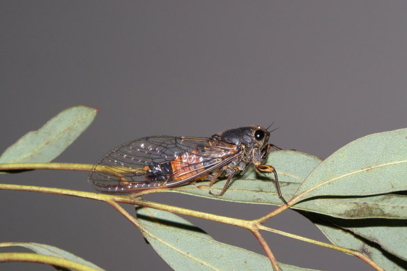 Yoyetta ignita is a new cicada species discovered in 2022. 