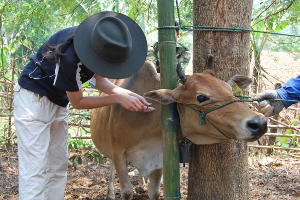 Animal health workers immunise cattle in Laos. 