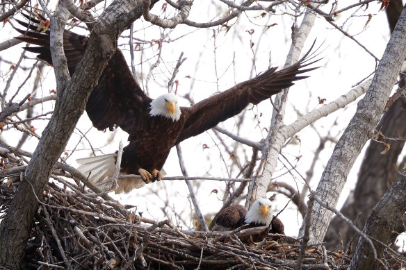 A bald eagle carrying a branch lands in its nest atop a tree overlooking the Raccoon River in 2018 at Gray’s Lake Park in Des Moines, Iowa.