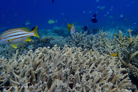Coral bleaching on the northern Great Barrier Reef in September 2024.