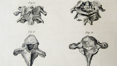 This anatomical drawing, also by Andrew Fyfe, shows some of the 'true vertibrae'.