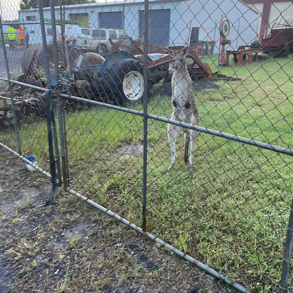 A kangaroo behind bars in Coraki.