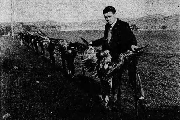 Dead wedge-tailed eagles in a picture which appeared in The Age Literary Review on May 28, 1966.