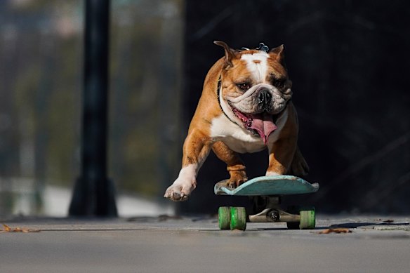 A dog rides a skateboard during “Dog Day” celebrations in Santiago, Chile.