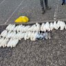Dead birds collected by wildlife volunteers in Springvale South over the weekend. 