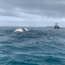 Whale carcass off Rottnest coast towed back out to sea after sharks shut swimming spots