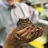 We now know toads get the flu. Can study protect other animals from ‘croaking’?