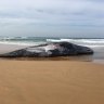16-metre sperm whale washes up on Phillip Island, prompts shark warning