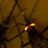 Genetically modified mosquitoes are often tagged with a fluorescent gene for identification, as shown here in a separate CSIRO study into dengue-resistant mozzies.