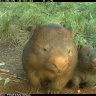 Wombats, cute, cuddly and mostly harmless.