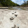 Severe drought uncovers 113-million-year-old dinosaur footprints