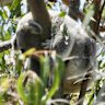 A koala spotted on Ormiston College campus.