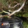 Storm damage in Manly was among 1455 incidents to which the SES responded.