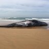 Pieces of jawbone stolen from sperm whale washed up at Phillip Island