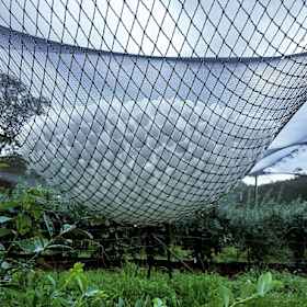 Bird netting caught the huge hail stones at the Clyde River Berry Farm on Thursday.