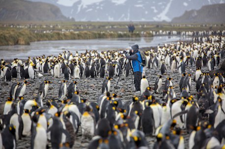 Surrounded – king penguins at South Georgia.