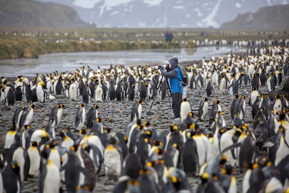 Surrounded – king penguins at South Georgia.