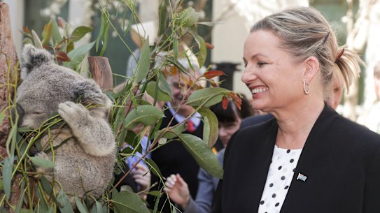 Environment Minister Sussan Ley in September 2019 warned the status of koalas in various locations may be changed to endangered due to bushfires.