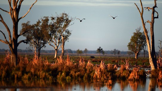 Macquarie Marshes