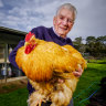 Chickens come home to roost at the Royal Melbourne Show