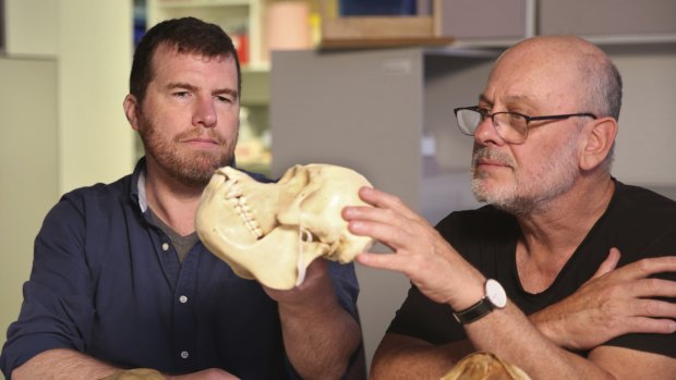 ‘Remarkable Australian story’: Tiny Jurassic teeth rewrite history of mammals