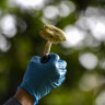 Two dead, two in hospital after eating poisonous mushrooms in Gippsland