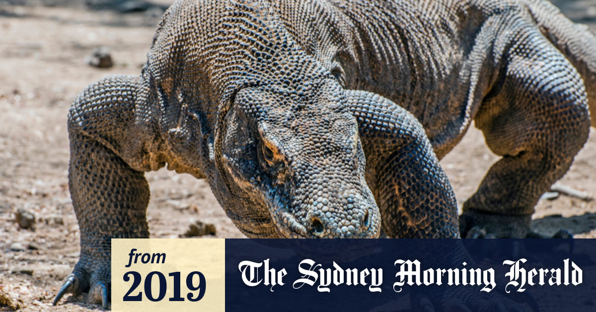 Are Komodo Dragons Shrinking The Governor Overseeing Them Has A