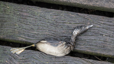 A bird found dead near the creek. 