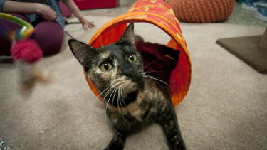 Silicon Valley Landlord Rents Us1500 Studio To 2 Cats