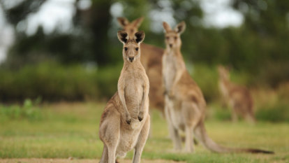 Kangaroo attacks woman ‘without warning’ on Gold Coast golf course