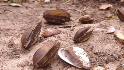 From mussels to ancient fish, WA freshwater species plummet