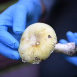 Death cap mushrooms, with their greenish yellow cap, can cause organ failure.