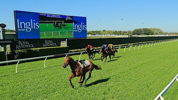 Lightweight chance: A riderless Nature Strip leads the trial at Randwick yesterday.