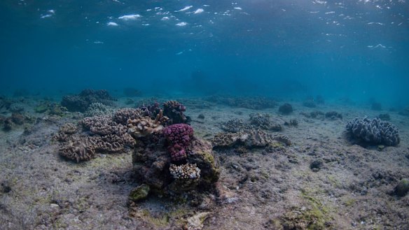 Great Barrier Reef after a coral bleaching event, which experts say doesn't just reduce the number of corals but damages the entire ecosystem. 