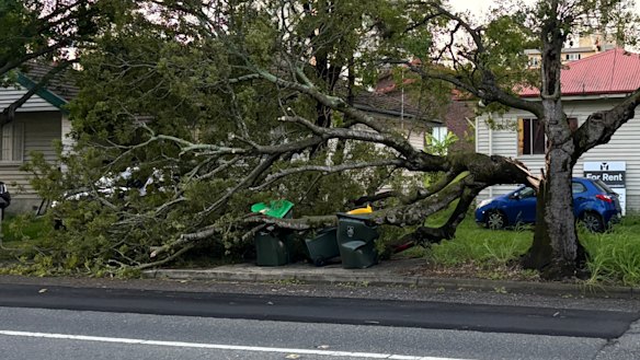 A fallen tree on Sir Fred Schonell Drive, in St Lucia, on Monday afternoon.