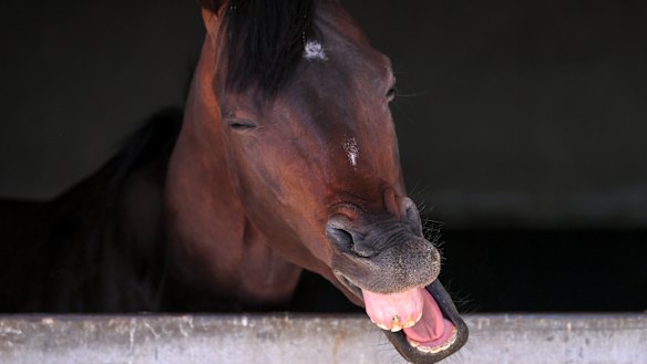 Trainer Danny O'Brien's Russian Camelot.