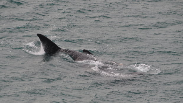 Another whale at Cape Bridgewater on Wednesday, which was swimming near the tangled whale. 