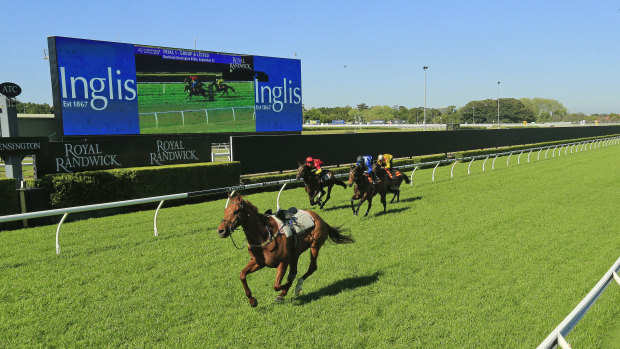 Lightweight chance: A riderless Nature Strip leads the trial at Randwick yesterday.