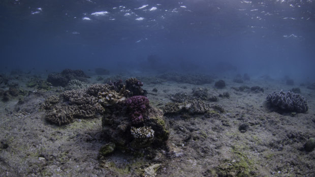 Great Barrier Reef after a coral bleaching event, which experts say doesn't just reduce the number of corals but damages the entire ecosystem. 