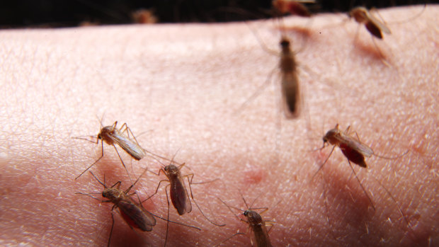 Mosquito populations have spiked due to heavy rainfall in the early part of the year.